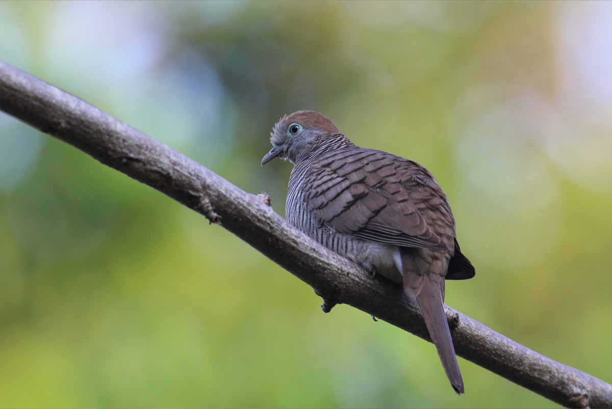 ZEBRA DOVE